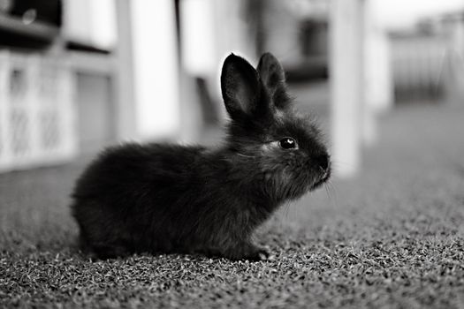 A cute black rabbit is captured indoors in a black and white photograph, highlighting its fluffy fur.