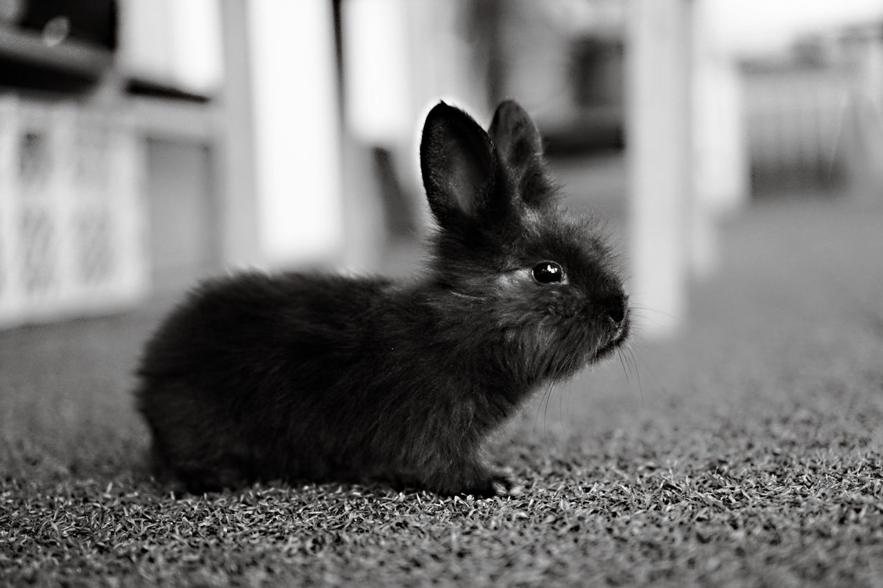a cute black rabbit is captured indoors in a black and white photograp