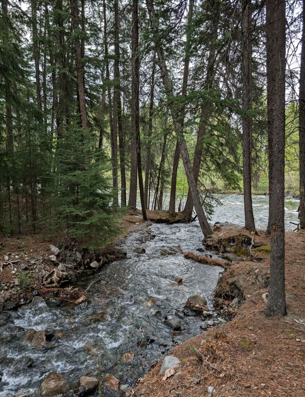 A pine forest stream in Montana — photo by Brett Buskirk on Pexels