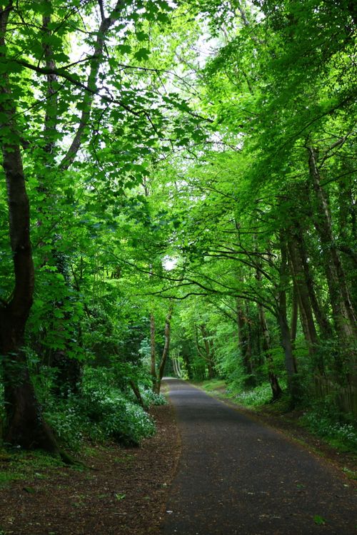 Free Peaceful tree-lined pathway in a lush, green Scottish woodland. Stock Photo