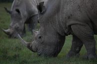 Wild black rhinoceros in native habitat