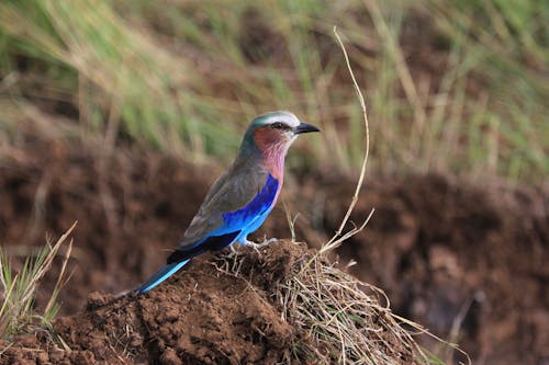 Side view of small blue bellied roller sitting on ground among green grass