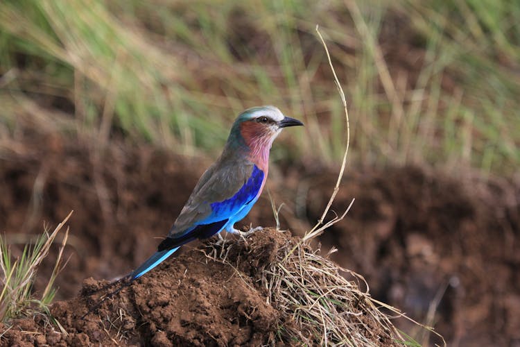 Wild Exotic Colorful Bird In Nature