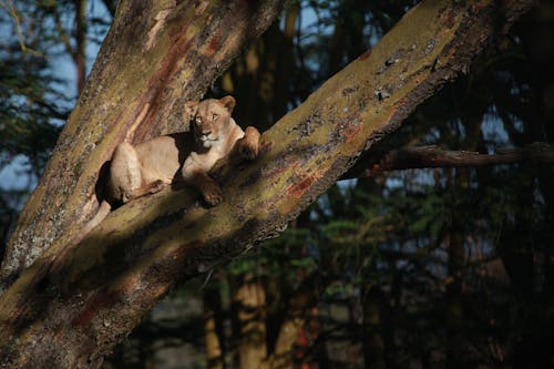 Lioness resting on tree in woodland