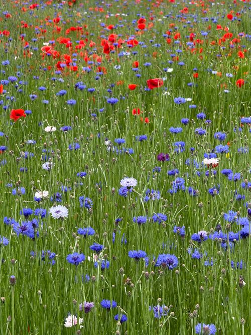 Free A vibrant wildflower field blooms with red poppies and blue cornflowers under clear skies. Stock Photo