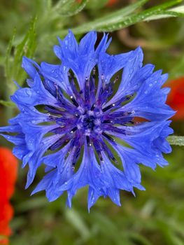 Close-up of a vivid blue cornflower with raindrops, showcasing intricate petal details.