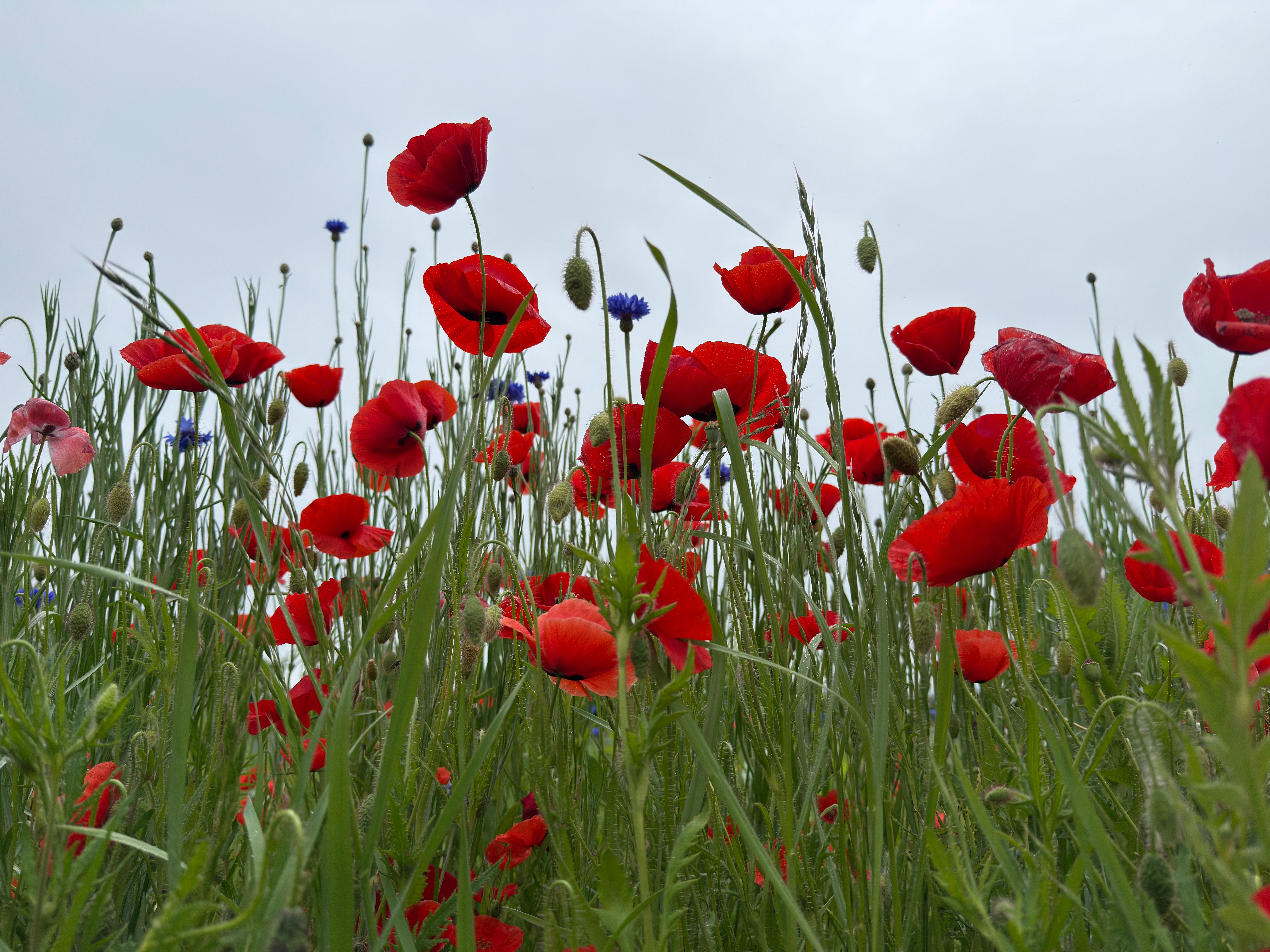 Vibrant Field of Red Poppies Under Blue Sky · Free Stock Photo