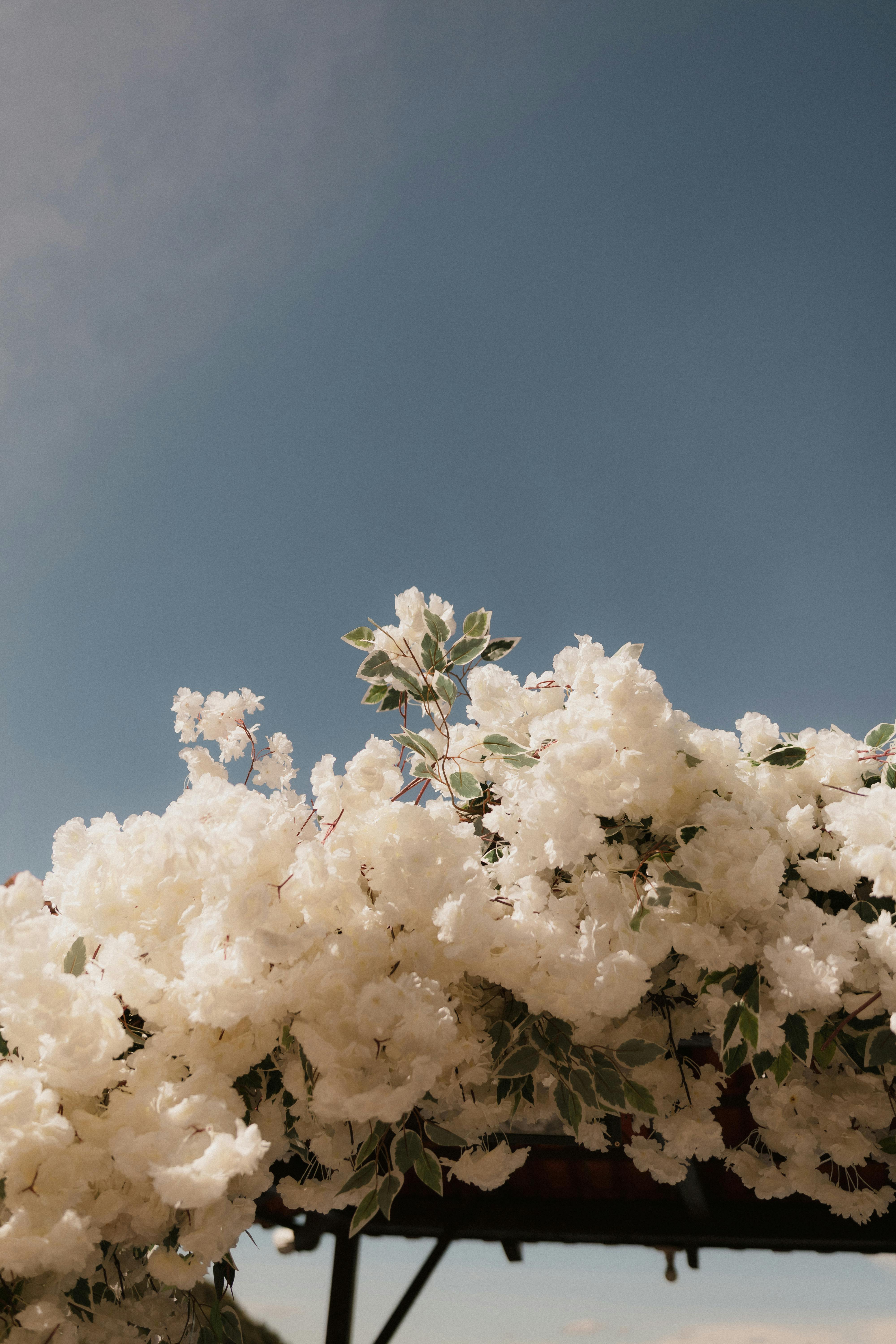 [ColoSach]-a-serene-image-of-white-flowers-cascading-over-a-pergola-under-a-clear-blue-sky,-evoking-tranquility.