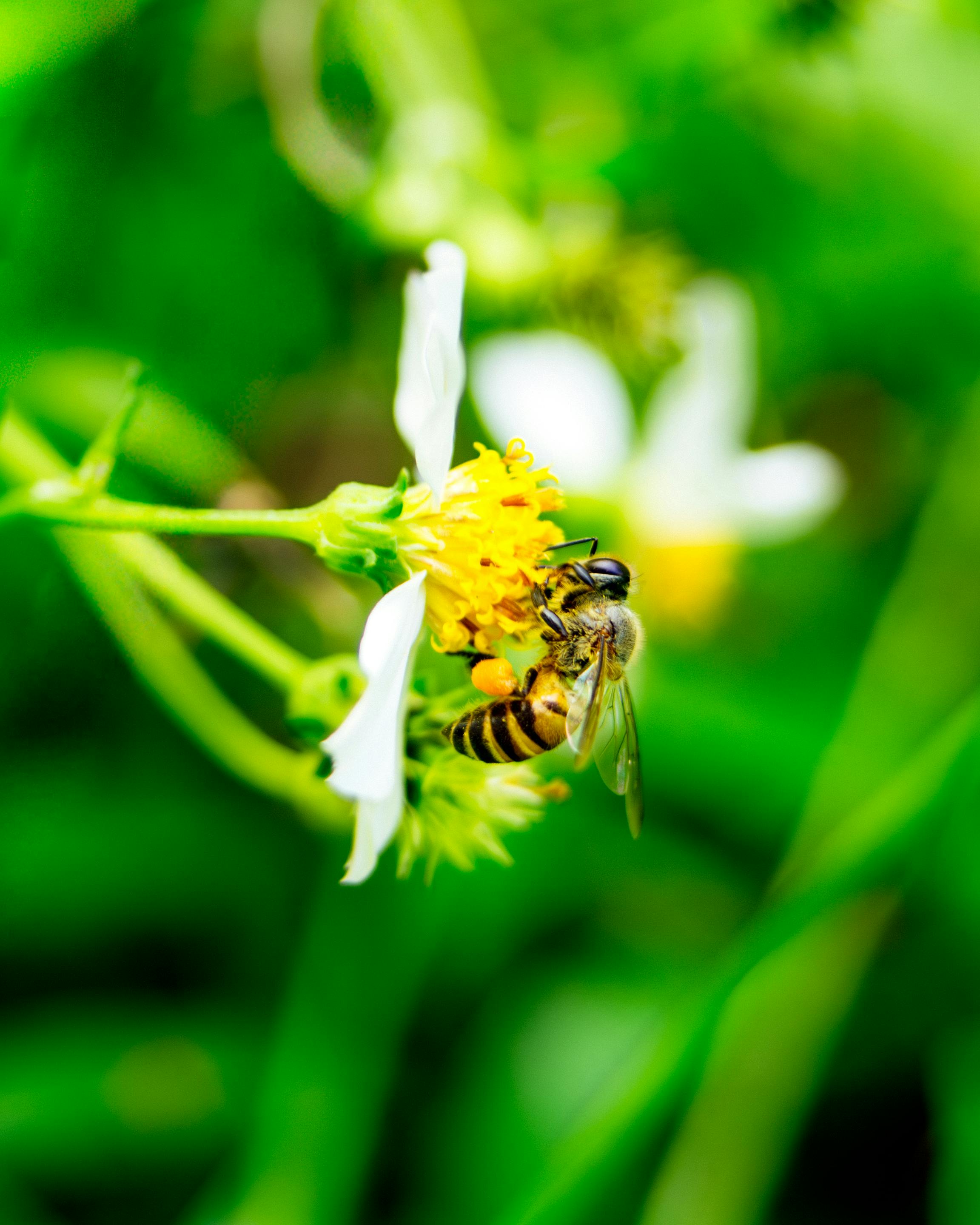 Gratuit Prim-plan al unei albine melifere care polenizează o floare sălbatică galbenă vibrantă într-un mediu verde luxuriant. Fotografie de stoc