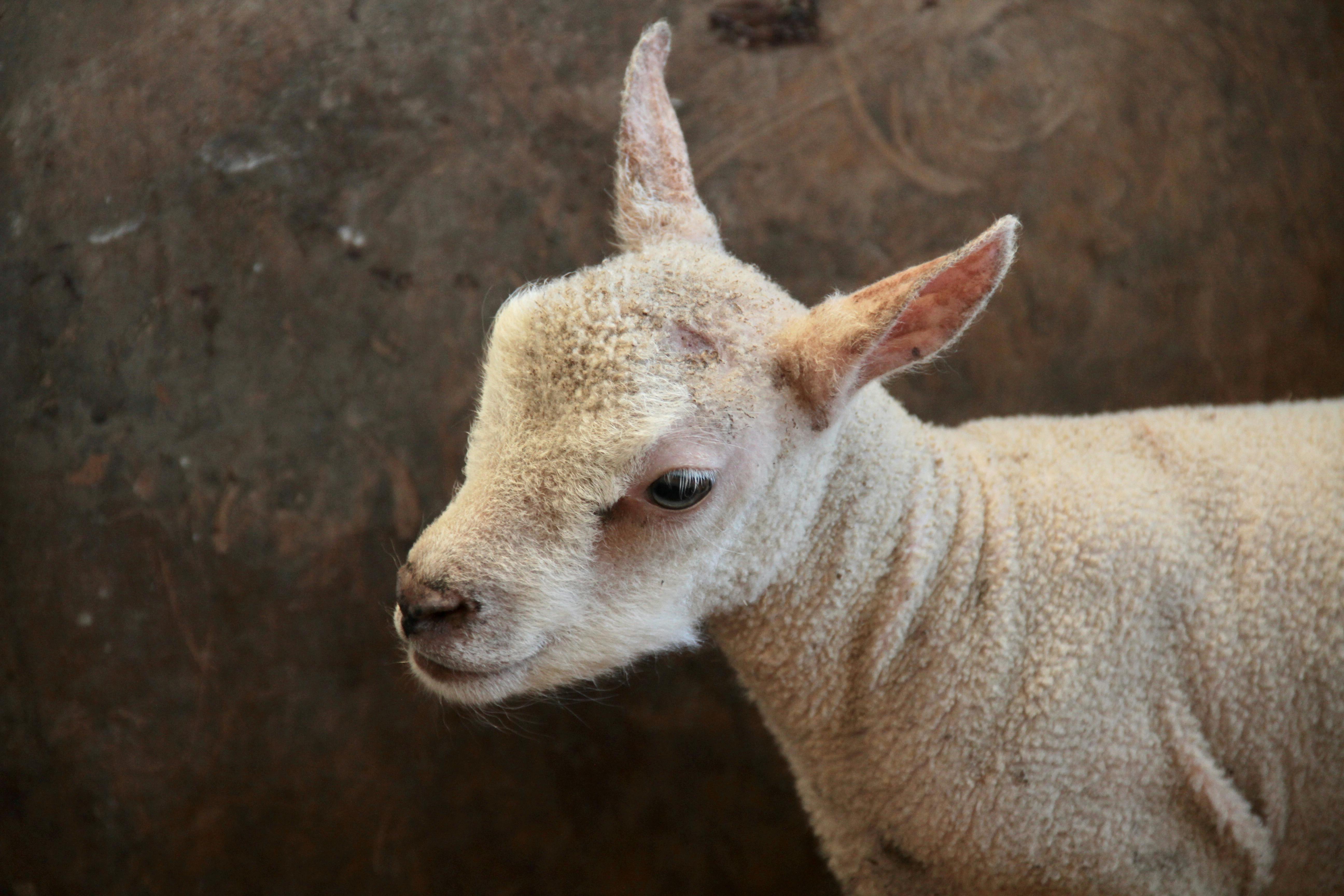 Free stock photo of fleece, lamb, sheep