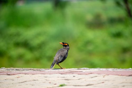 Free A Bank Myna (Acridotheres ginginianus) perched outdoors on a stone surface with a natural green background. Stock Photo