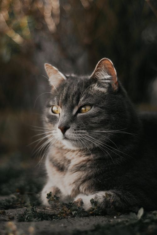 Free Close-up of a serene gray cat resting outdoors, basking in natural light on a sunny day. Stock Photo