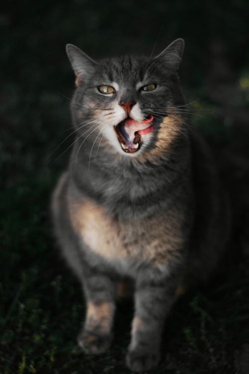 Free Captivating portrait of a gray cat licking its lips under soft, natural light with a moody forest backdrop. Stock Photo