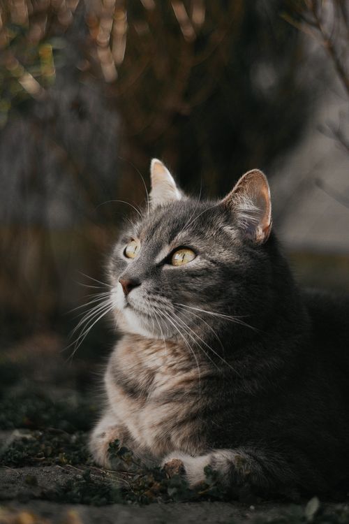 Free A serene gray cat rests outside in a Hungarian garden, basking in the soft daylight. Stock Photo