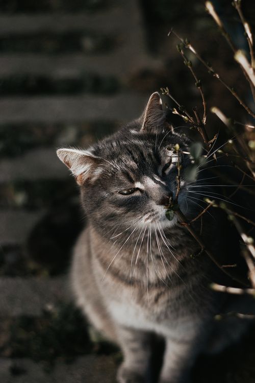 Free A tabby cat enjoys a sunny day outdoors, sniffing at the plants nearby. Captured in Hungary. Stock Photo