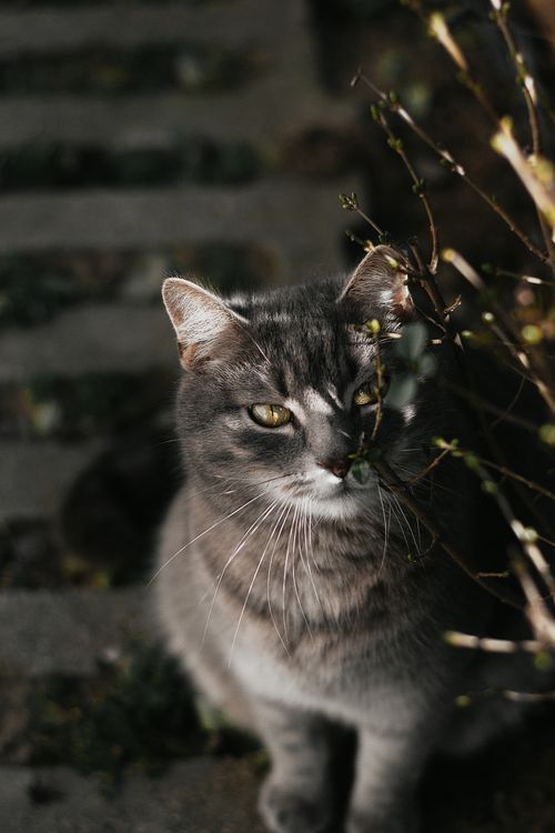 Free A serene gray cat basks in sunlight amidst a garden setting. Perfect for nature lovers. Stock Photo