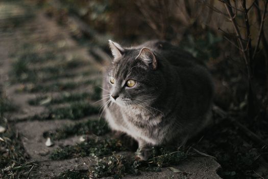 A serene grey cat sitting on a garden path in Hungary during autumn.