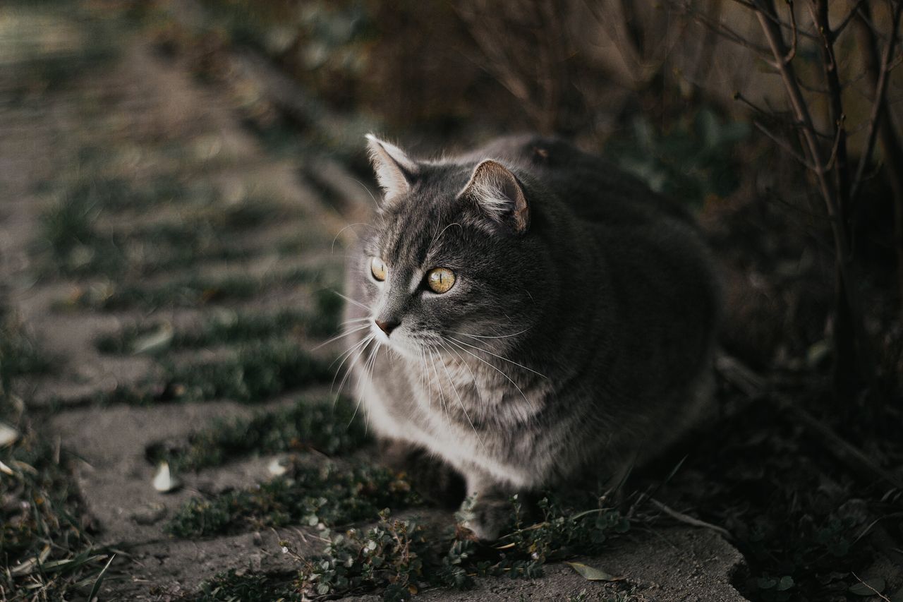 a serene grey cat sitting on a garden path in hungary during autumn