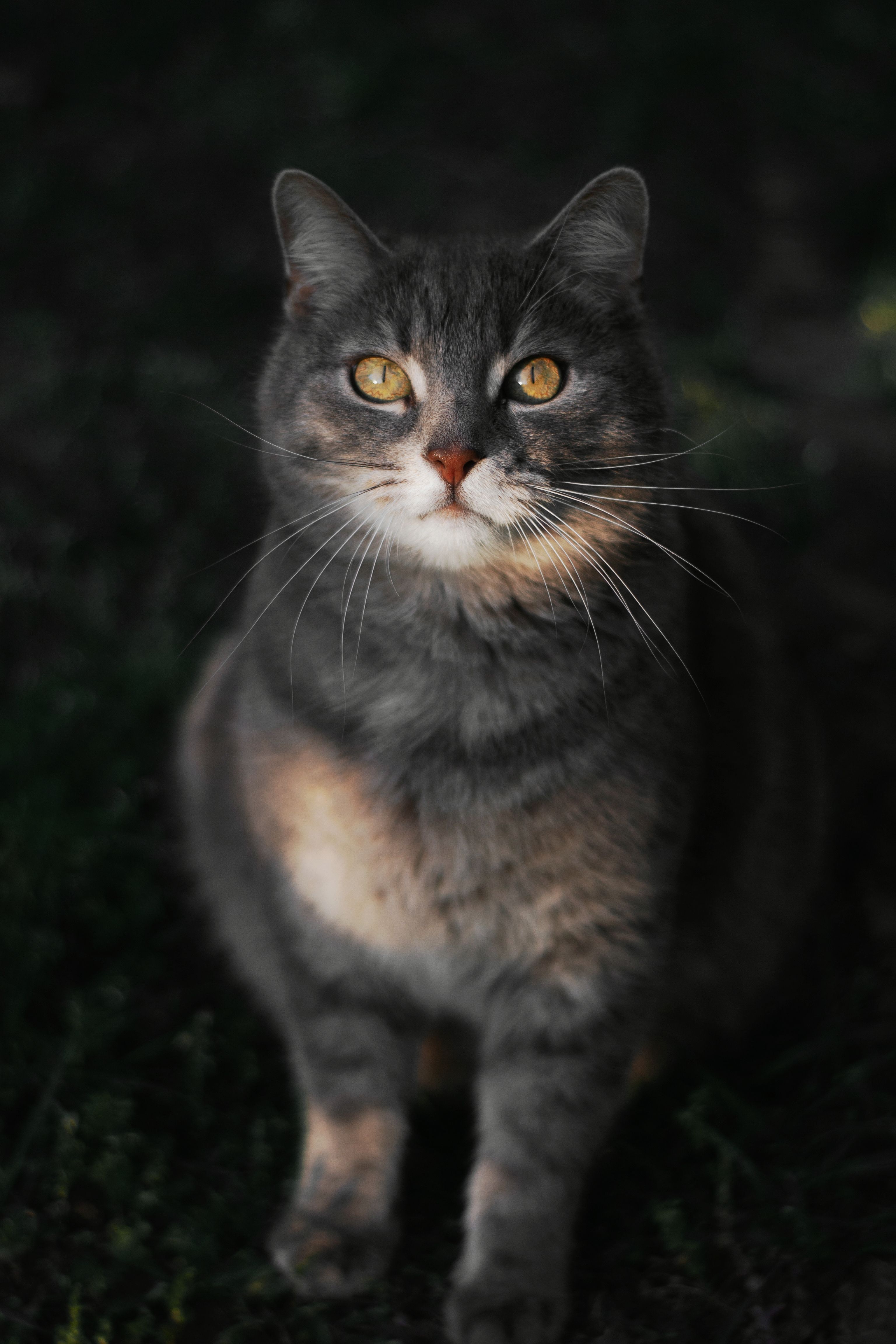 A detailed close-up portrait of a grey cat with yellow eyes, set against a dark background.. pexels, detailed, close