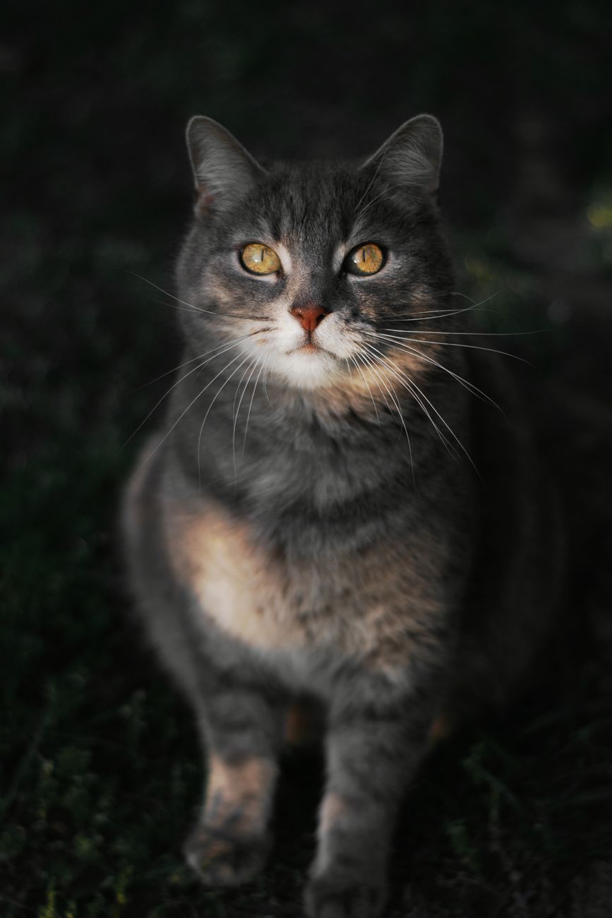 A detailed close-up portrait of a grey cat with yellow eyes, set against a dark background.. pexels, detailed, close
