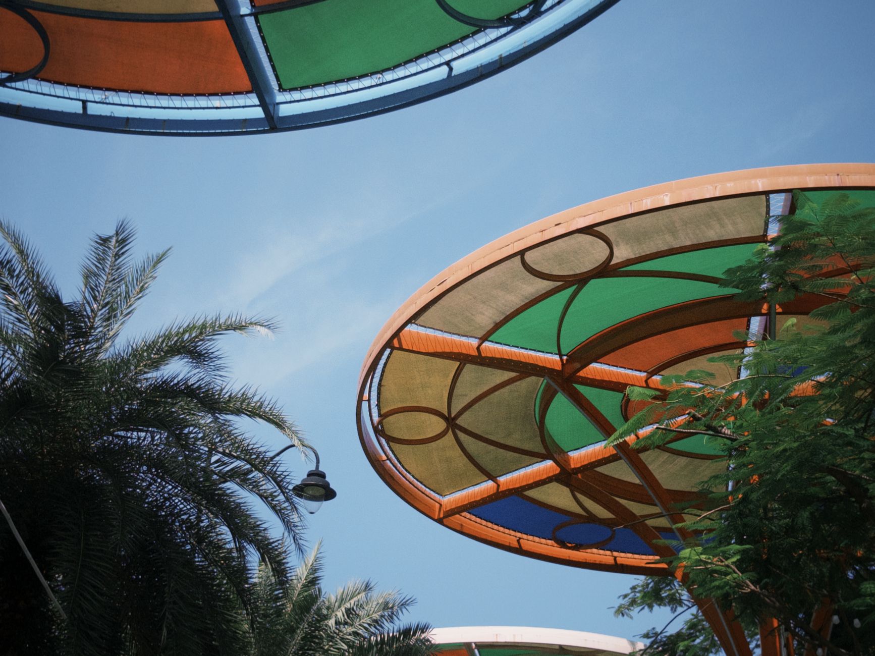 angsana tree Singapore rooftop shade