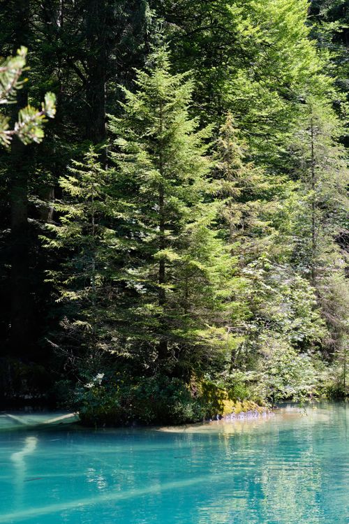 Free Stunning view of a vibrant blue lake surrounded by lush trees in a Swiss forest, perfect for nature enthusiasts. Stock Photo