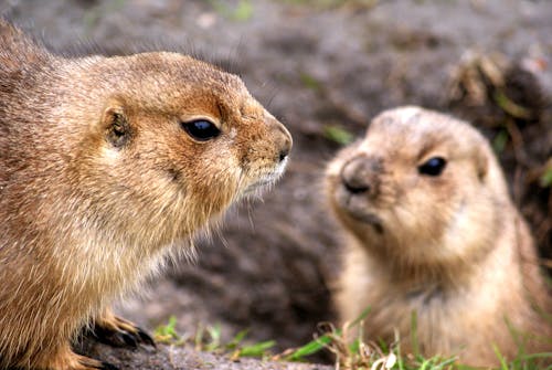 Free Selective Focus Photograph of Two Rodents Stock Photo