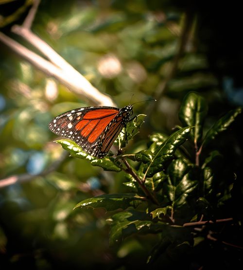 Free stock photo of beautiful, butterfly, cinematic Stock Photo