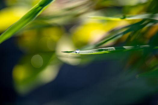 Close-up of a dew drop perfectly balancing on a green leaf blade with blurred background.