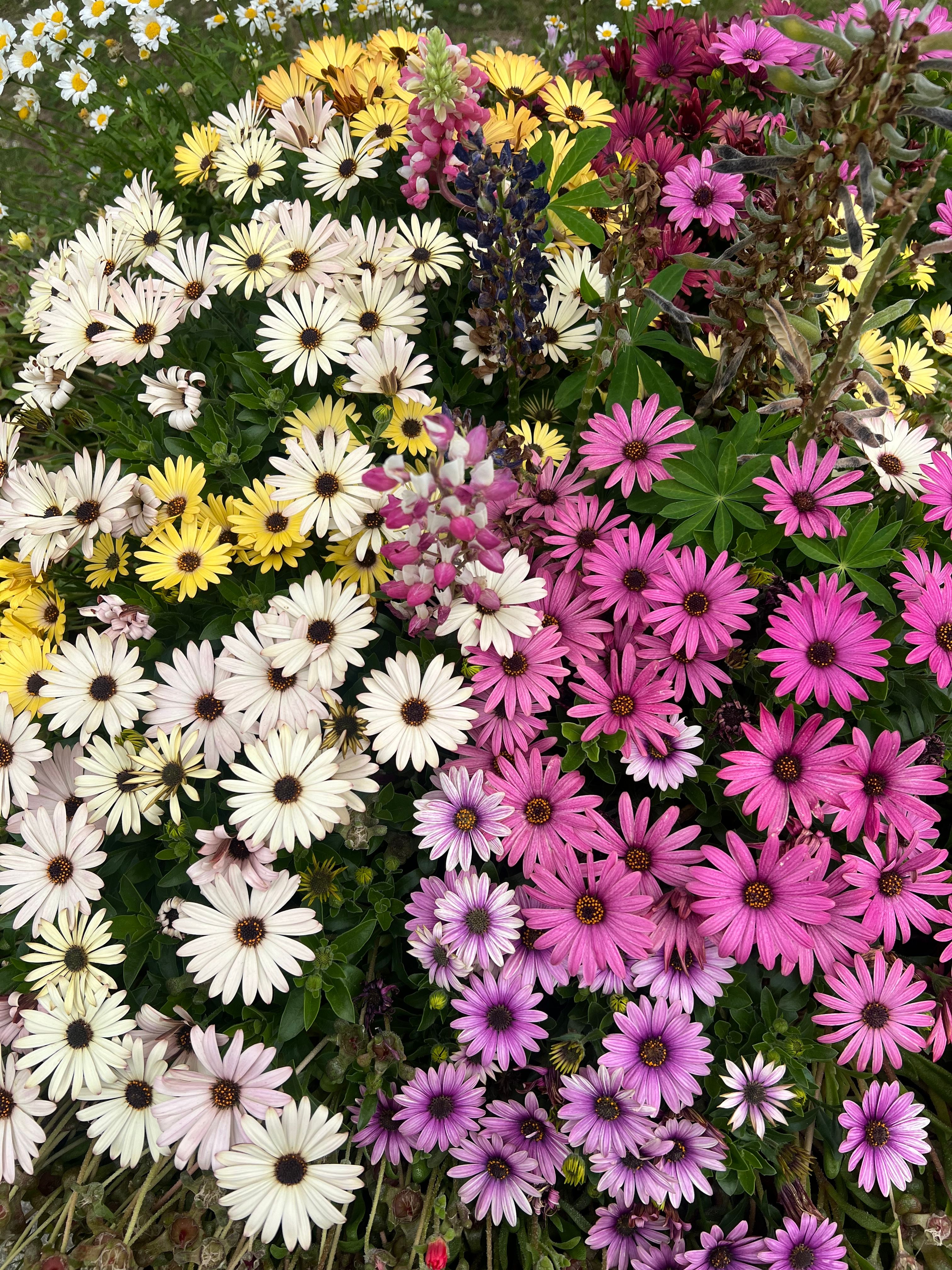 [ColoSach]-a-stunning-display-of-colorful-spring-daisies-and-lupines-in-a-garden-setting.