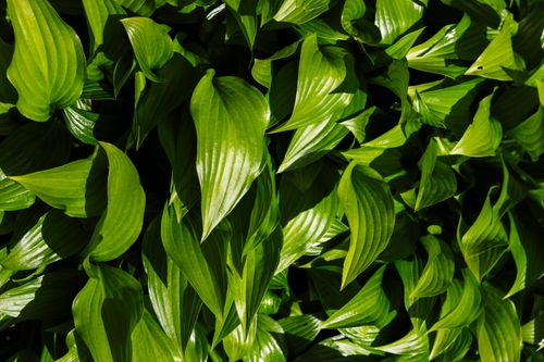 Free Vibrant green hosta leaves basking under sunlight, showing rich texture and natural beauty. Stock Photo