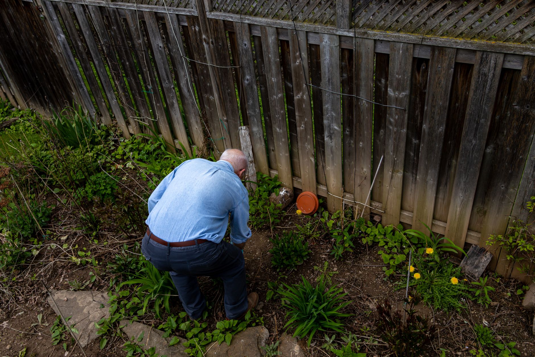 randy_gardening_checking_soil_moisture_under_mulch