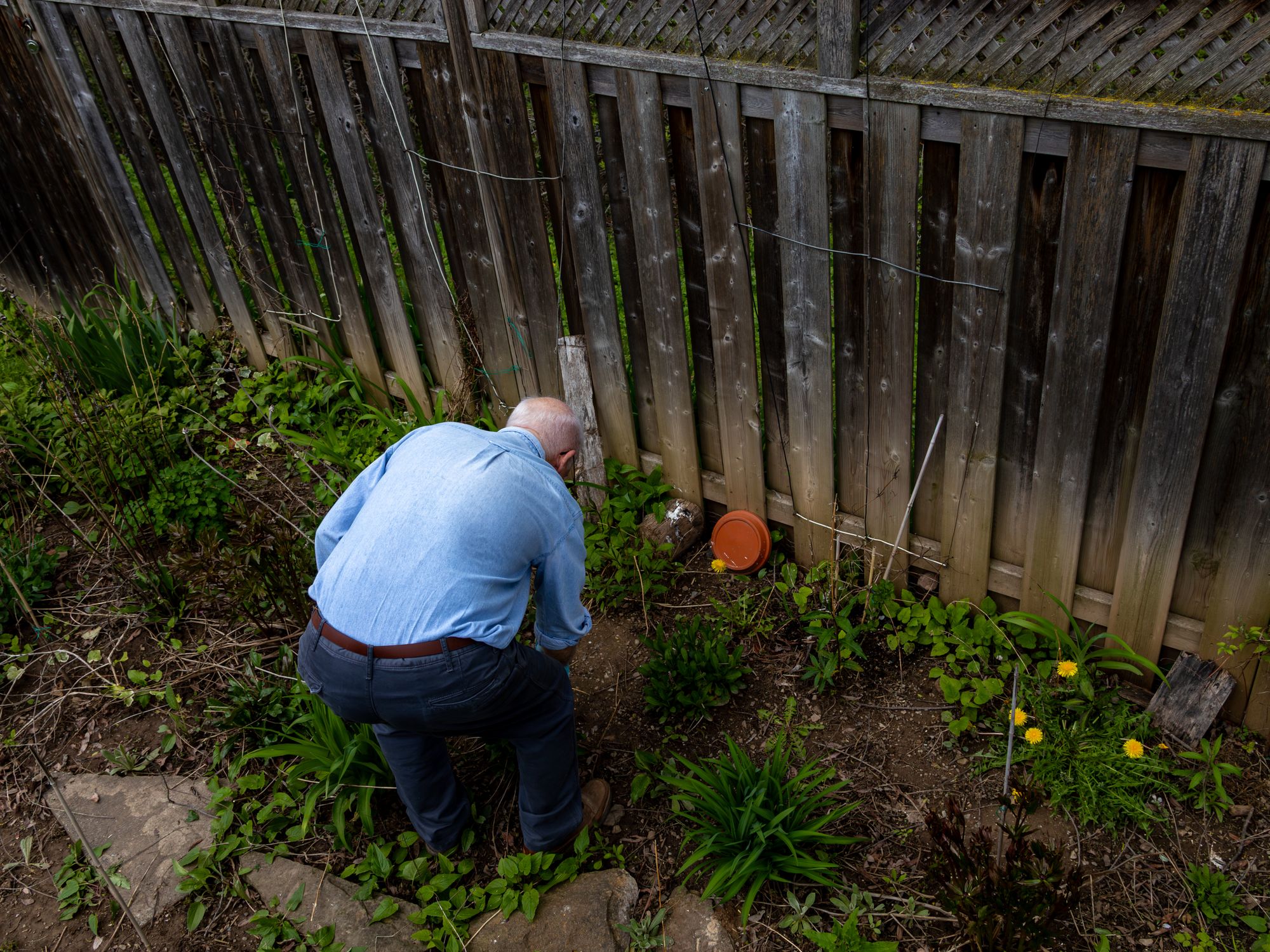 Fence and Decking Painting in Chinbrook, Lewisham — garden fence being painted with weatherproof wood finish