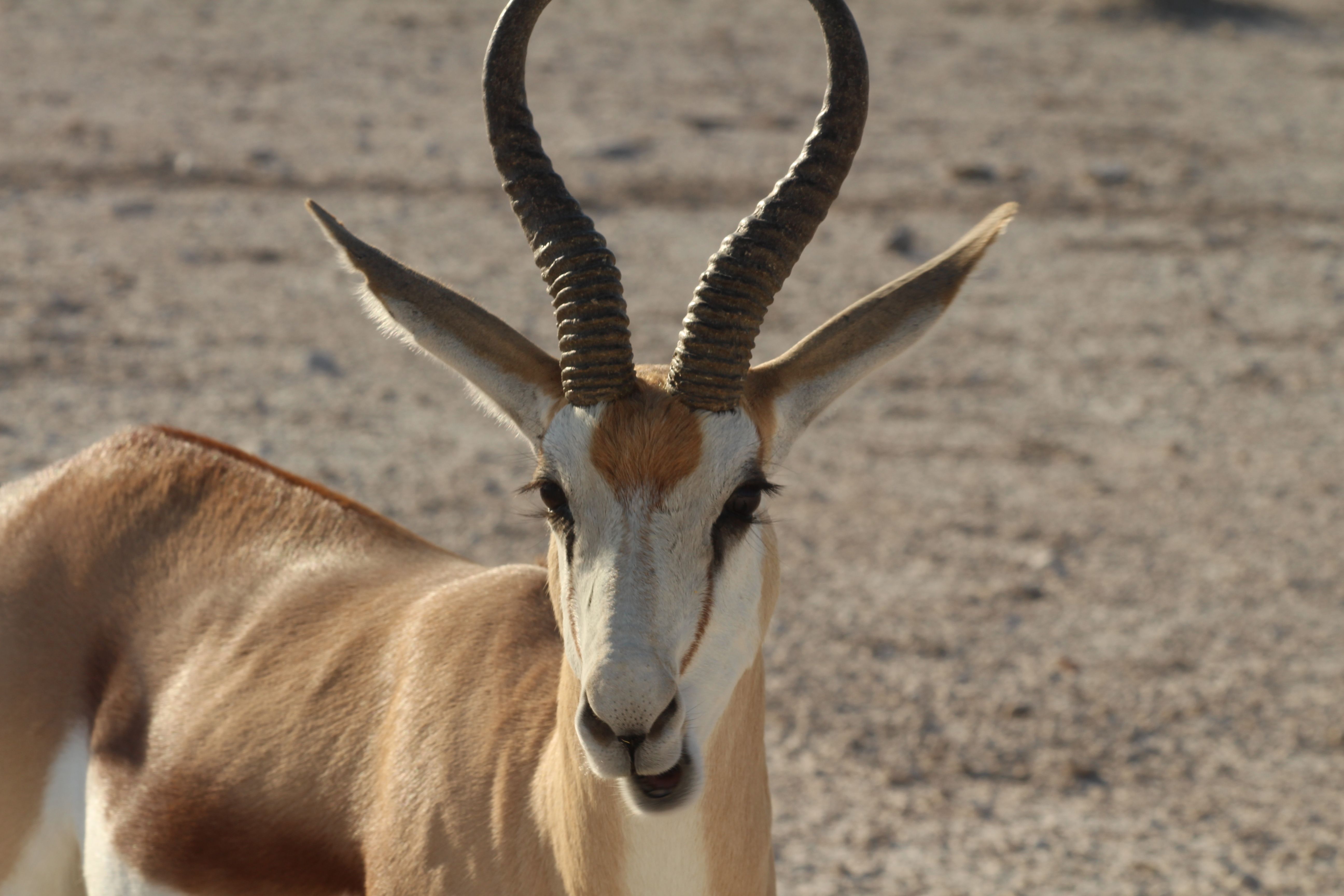 springboks