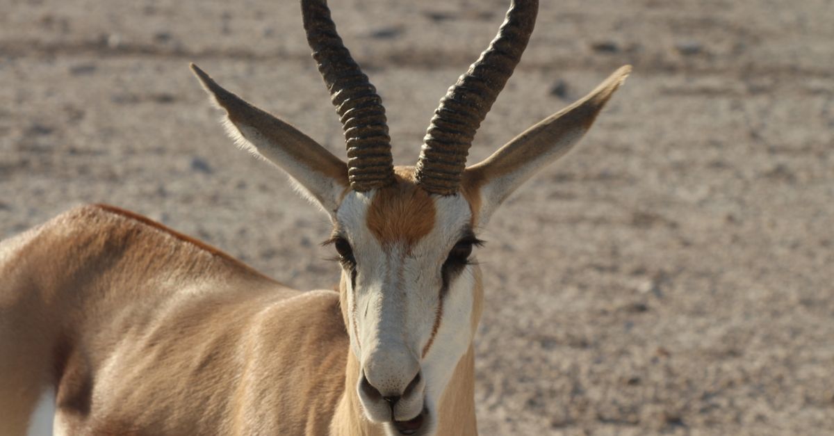 springboks