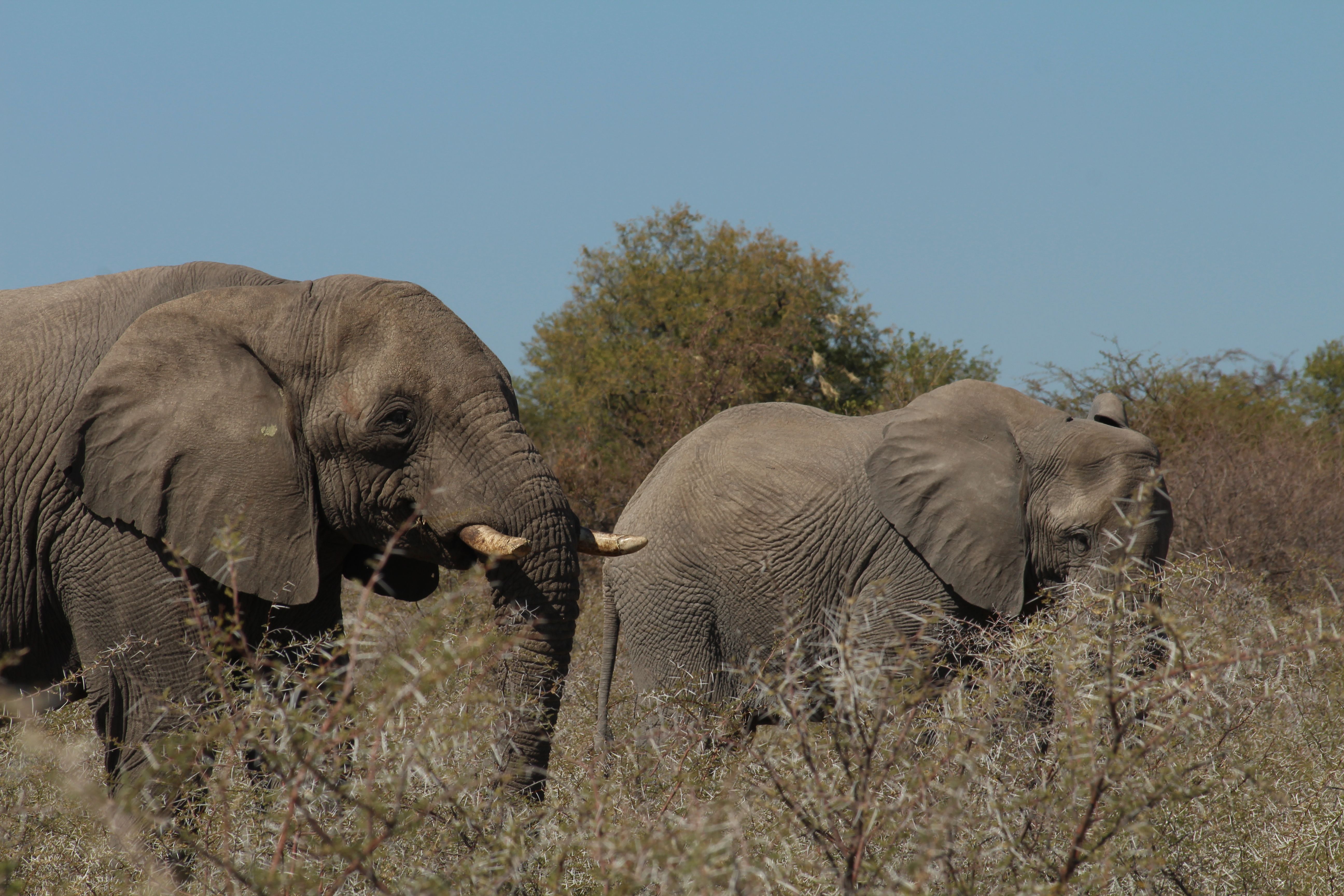 A group of African elephants grazing in the savannah, surrounded by trees and bushes, under a clear blue sky.