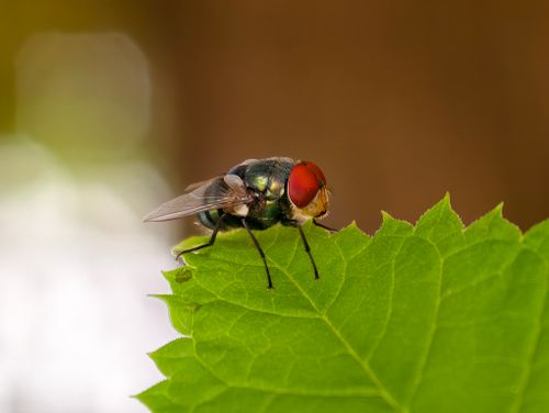 Free Macro shot of a green bottle fly (Lucilia sericata) on a green leaf outdoors. Stock Photo