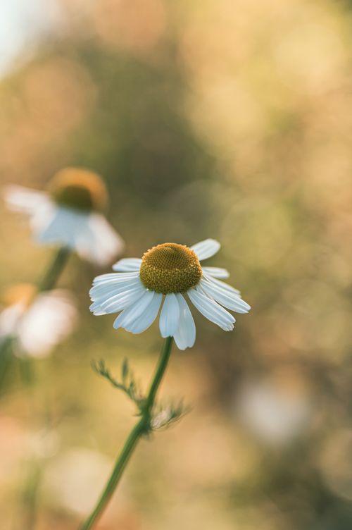 Free Detailed shot of chamomile flowers against a soft, blurred background, capturing the essence of nature. Stock Photo