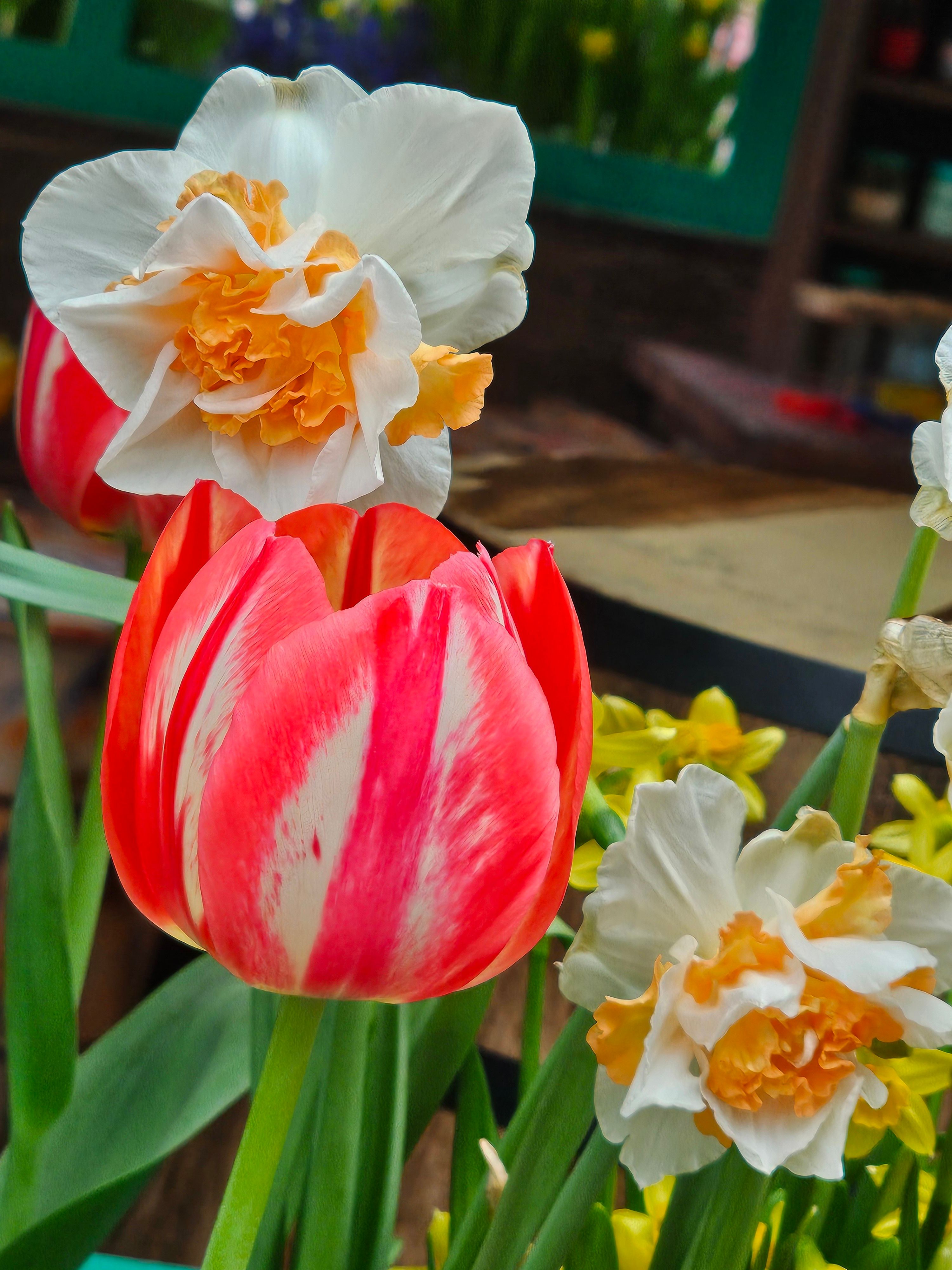 Vibrant mix of tulips and daffodils showcasing spring colors in a garden setting.