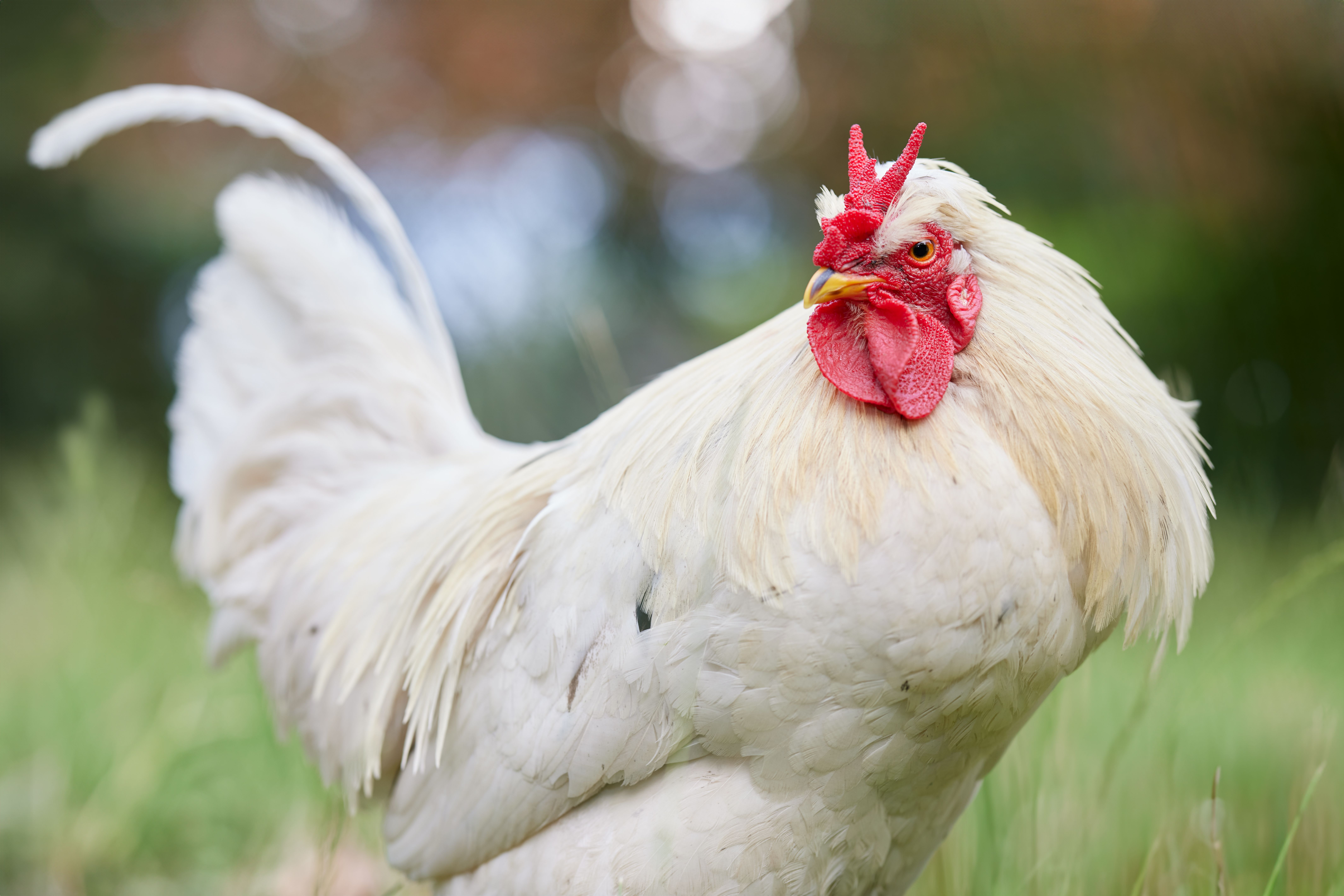 Illustration for Classification of farm animals in Farm Animals: Classification and Anatomy