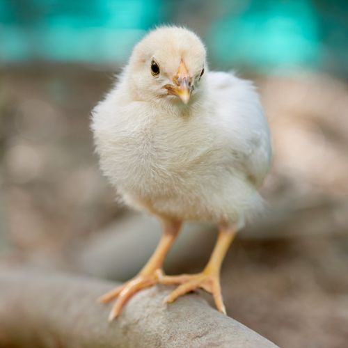Free Cute fluffy chick standing on a log outdoors with a soft blurred background. Stock Photo