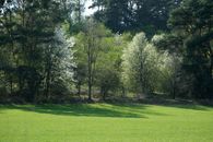 Captivating view of a green field bordered by spring trees in gentle sunlight.
