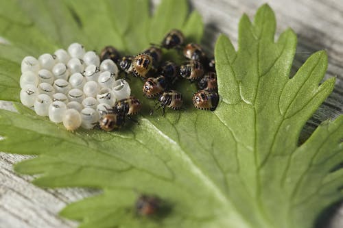 Insecte Noir Et Brun