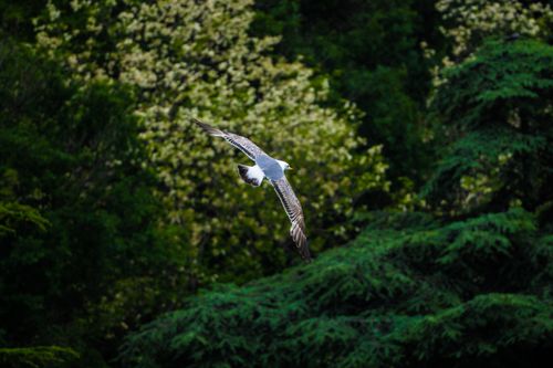 Free A seagull gracefully flies over lush foliage in İstanbul, Türkiye, capturing the essence of nature. Stock Photo
