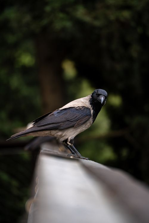 Free A hooded crow perched on a railing with blurred forest background, Istanbul. Stock Photo