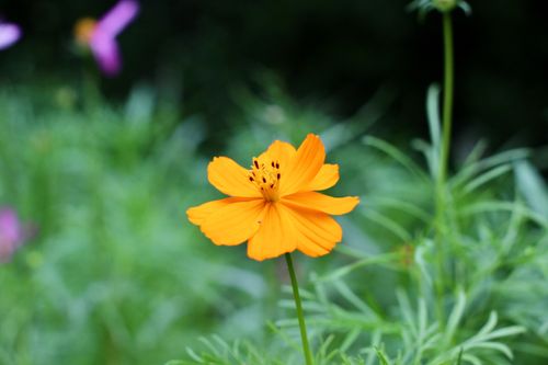 Free Close-up of a vibrant orange cosmos flower with blurred greenery background. Stock Photo