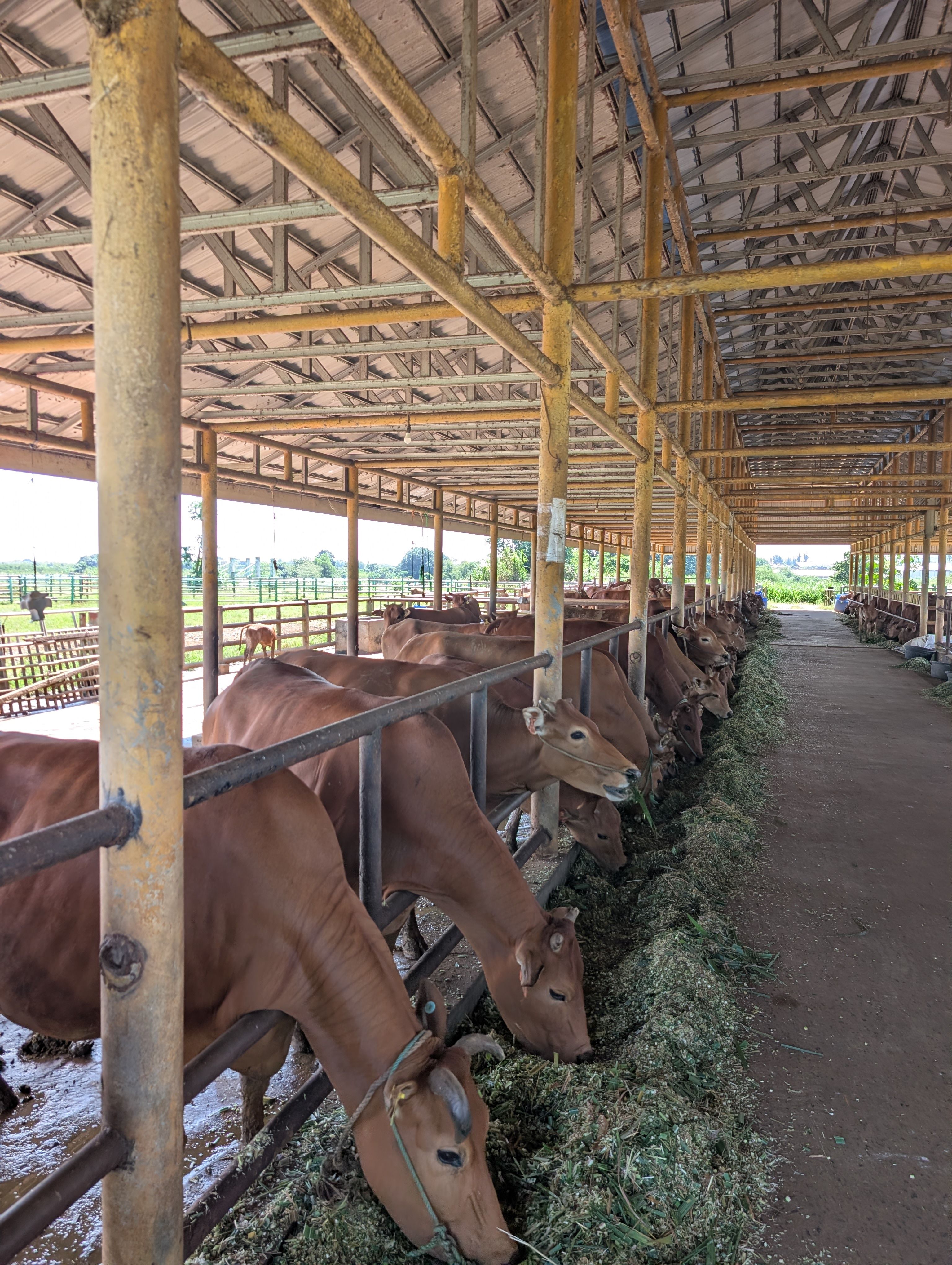 10.000+ Foto Sapi Jawa Terbaik · Unduh Gratis 100% · Foto Stok Pexels