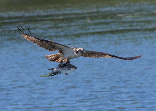Free An osprey captures a fish mid-flight over a lake in Decatur, Alabama. Stock Photo