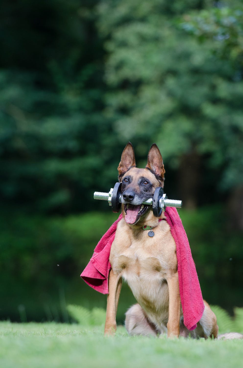 Dog calorie calculator: an active dog is a happy dog!