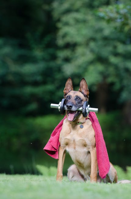 animal, belgian shepherd dog, dog